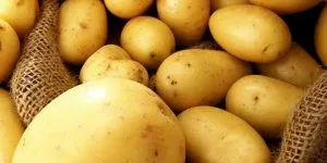 картофель "удача" описание сорта фото отзывы