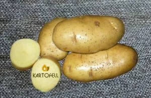 сорт картофеля Скарб
